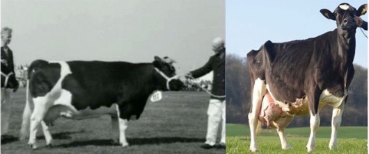 koe vroeger en nu